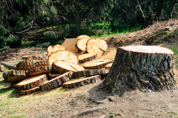 How Our Tree Care Process Works  in  Gibraltar, MI